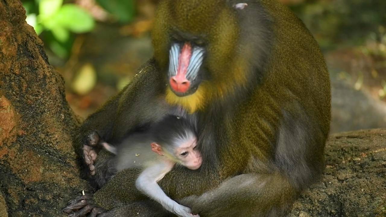 Bebé mandril