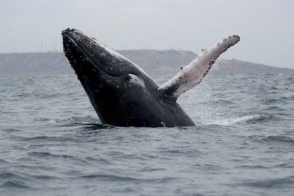 Ballena jorobada. Cuando llega la primavera, la costa de Ecuador las recibe. Es una gran atracción para los turistas que contratan botes para observar de cerca a las ballenas.