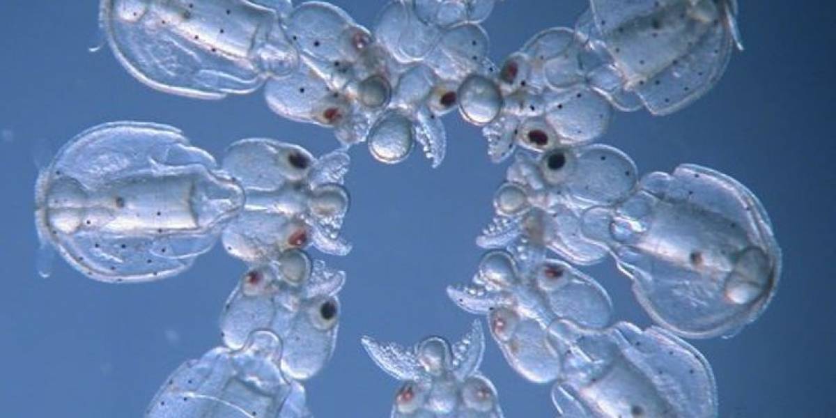 Ciencia: Calamares transparentes es el resultado de la eliminación de genes de pigmentación en los cefalópodos
