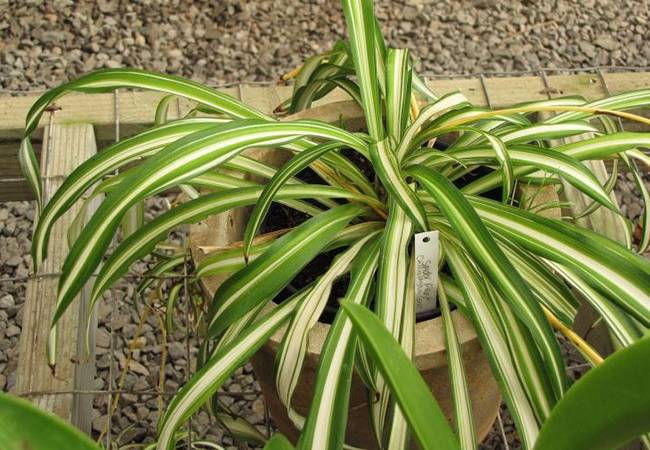 plantas plantas