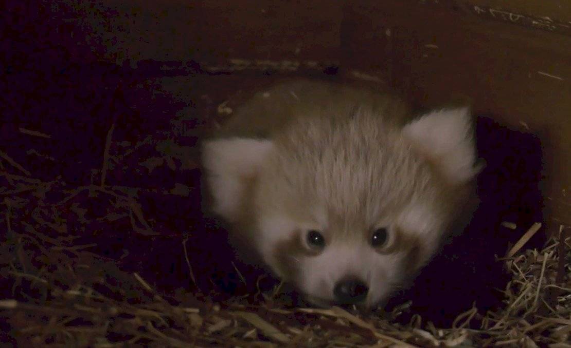 El zoológico de Berlín da la bienvenida a la nueva cría de panda rojo