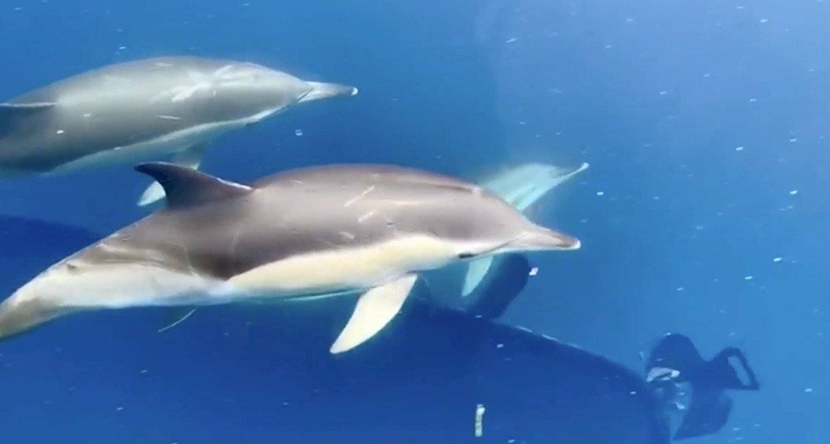Barco de la Guardia Civil capta espectaculares imágenes de delfines nadando junto a la embarcación