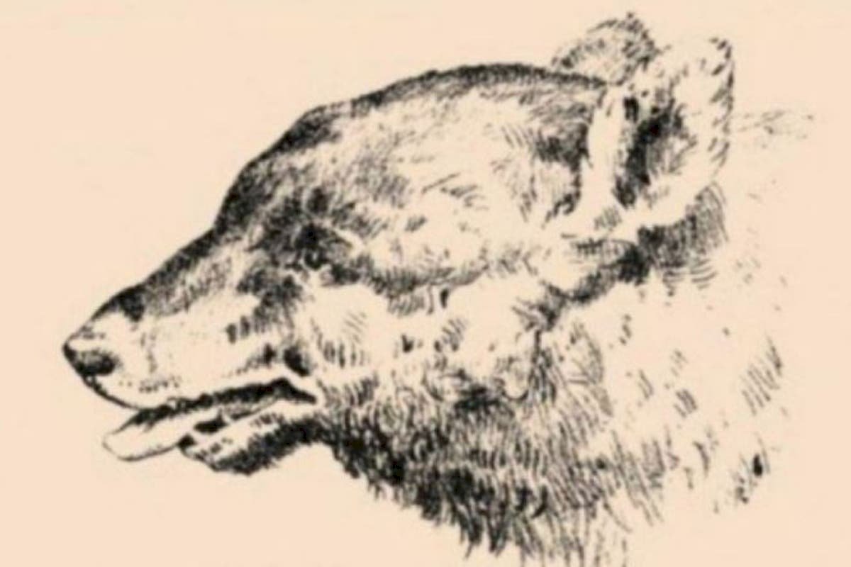 Desafío del oso