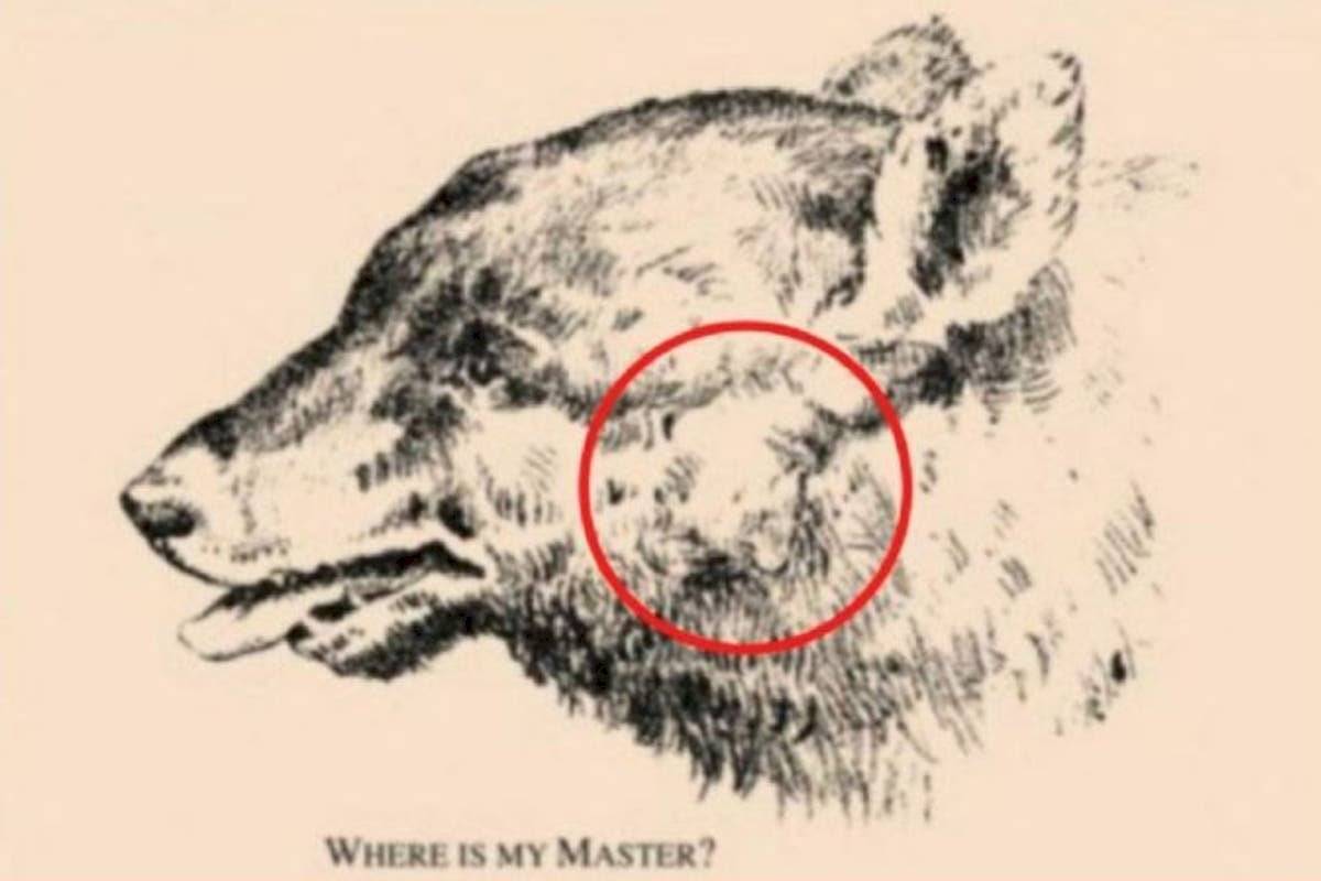 Desafío del oso