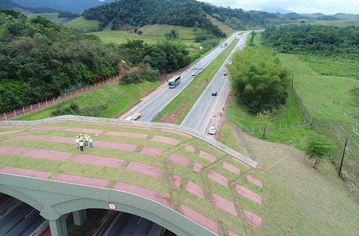 Viaduto vegetado sobre a BR-101, no RJ