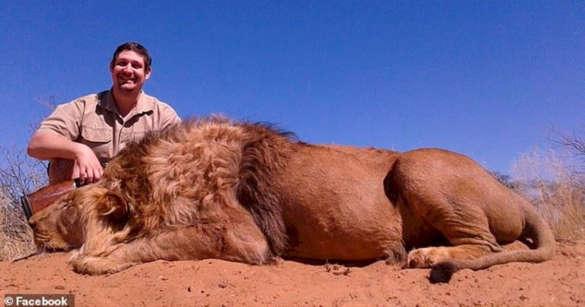 Leão morto