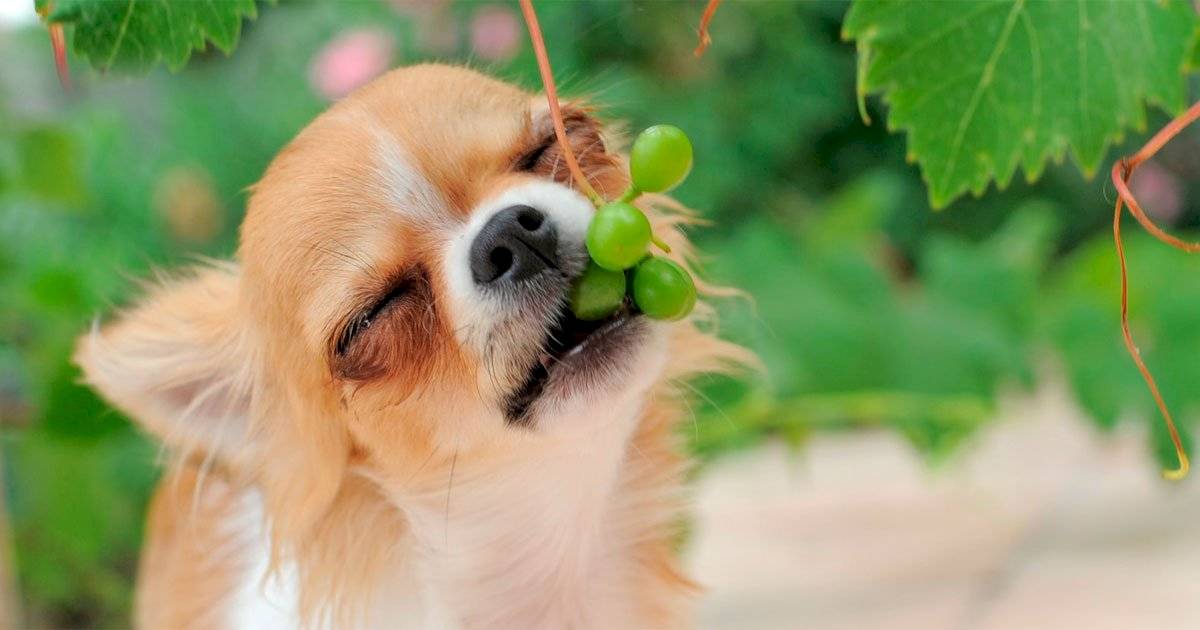 cachorro comendo uva