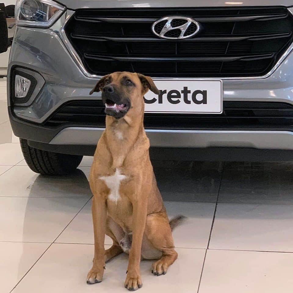 el perro callejero adoptado por un concesionario Hyundai en Brasil