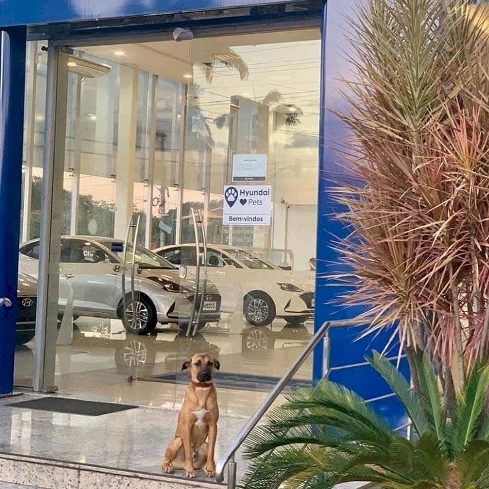 Perro callejero adoptado por un concesionario Hyundai en Brasil