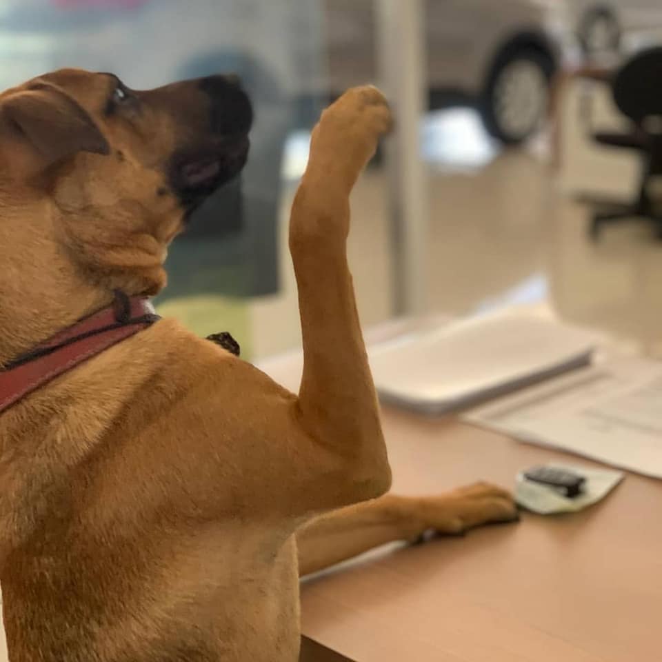 el perro callejero adoptado por un concesionario Hyundai en Brasil