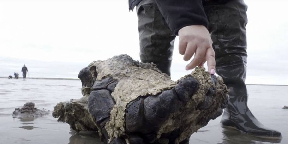 Este mamut murió hace unos 10 mil años y así fue encontrado en el limo de un lago en Siberia