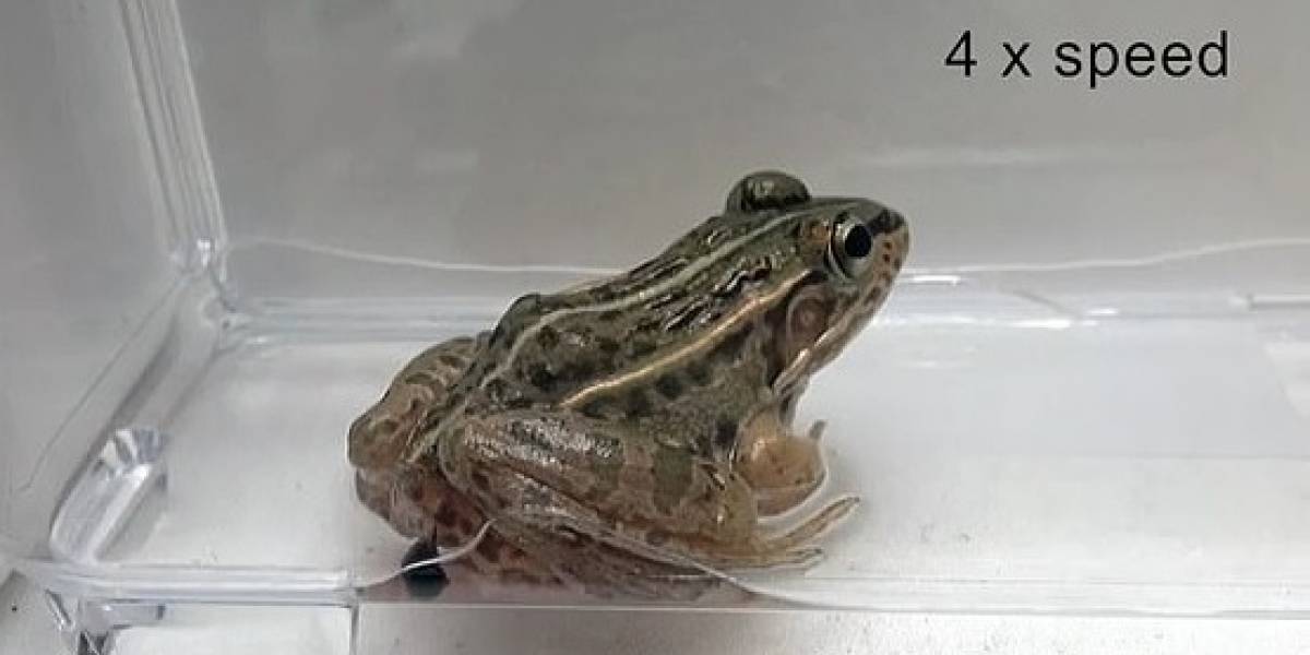 ¡El gran escape!: escarabajo japonés que sobrevive el 90% de las veces, tras ser comido por las ranas