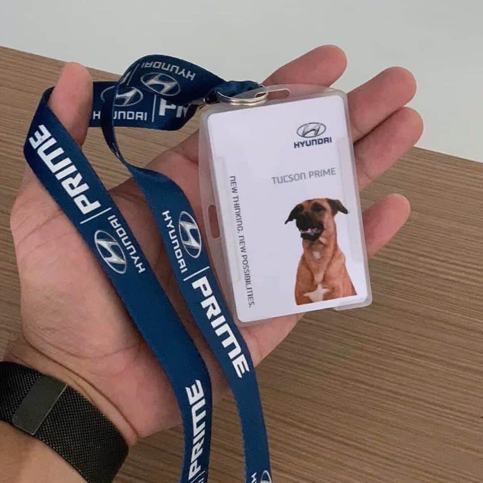 Perro callejero adoptado por un concesionario Hyundai en Brasil
