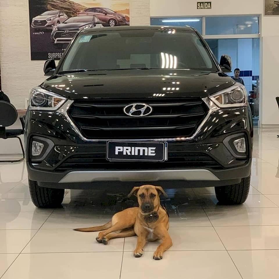 Perro callejero adoptado por un concesionario Hyundai en Brasil