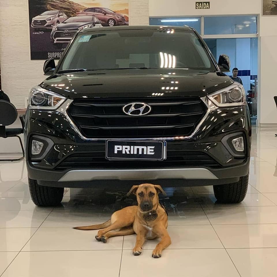 Perro callejero adoptado por un concesionario Hyundai en Brasil
