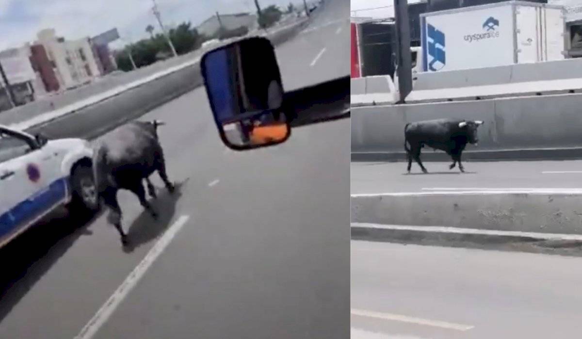 Escapa toro en Querétaro