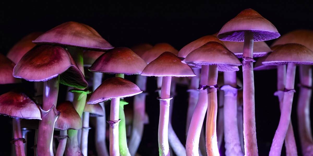 Los hongos psicodélicos pueden ayudar en el tratamiento de la depresión