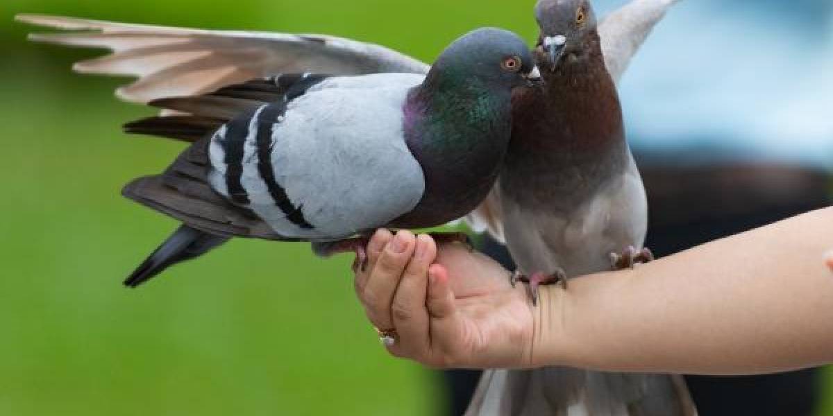 Las consecuencias que puede generar la simple acción de darle comida a las palomas en una plaza