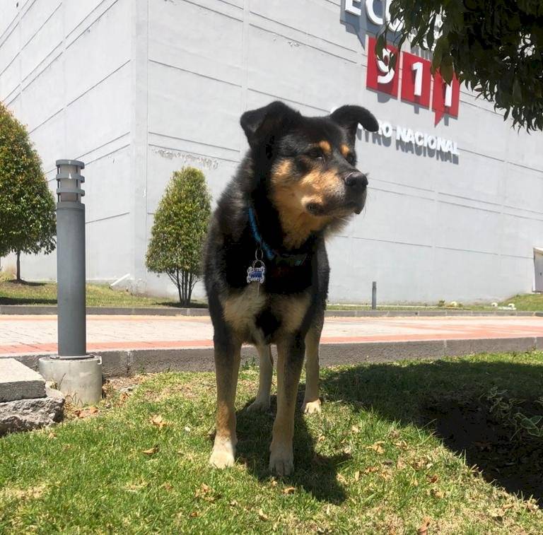 COVID, perrito del ECU 911
