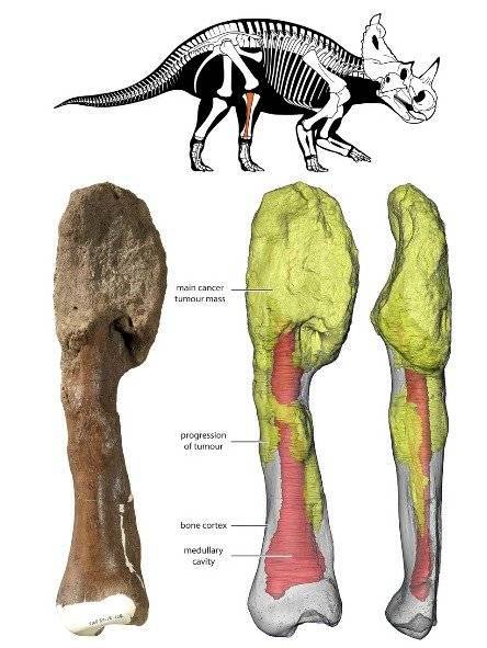 cáncer dinosaurio