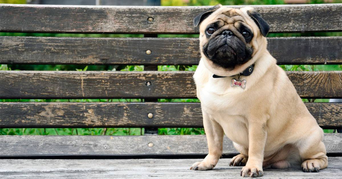 Pug Pug