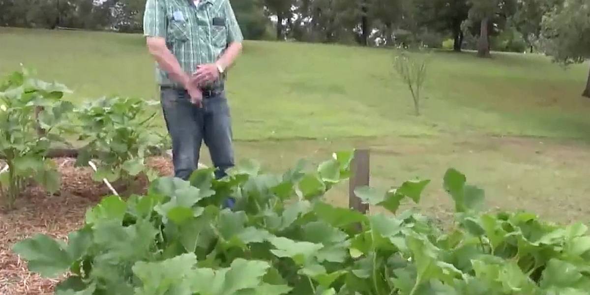 Estados Unidos: un hombre decidió plantar las semillas misteriosas de China