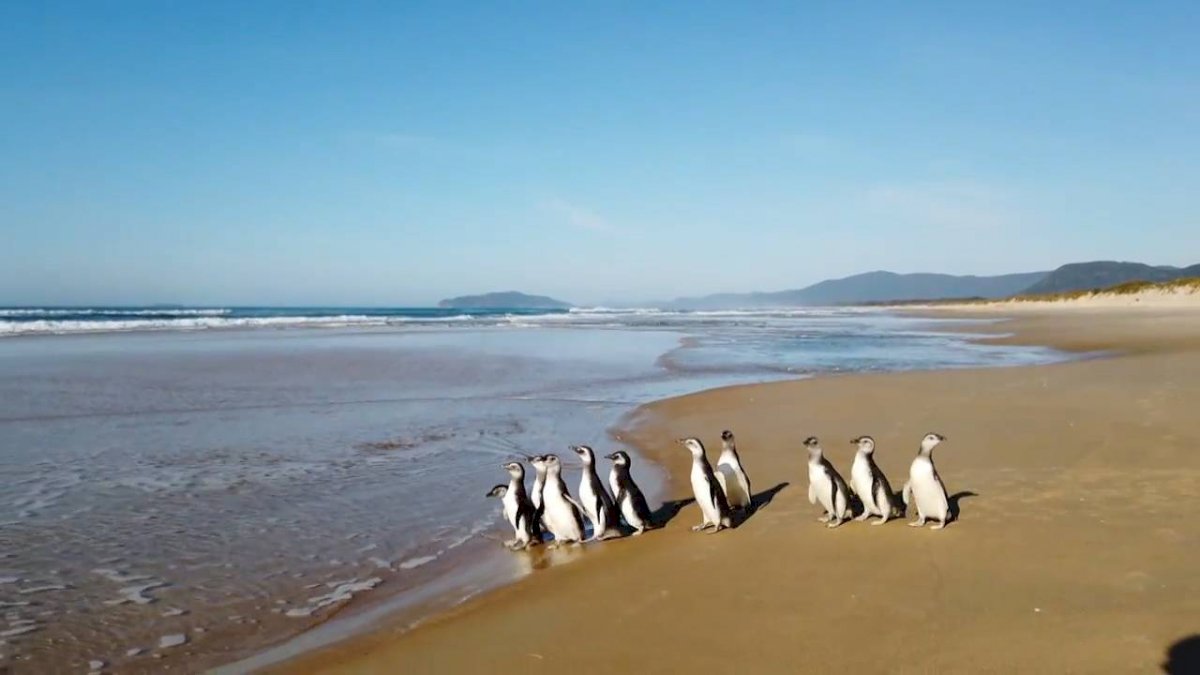 Liberan a pingüinos rescatados para unirse a colonias en la Patagonia
