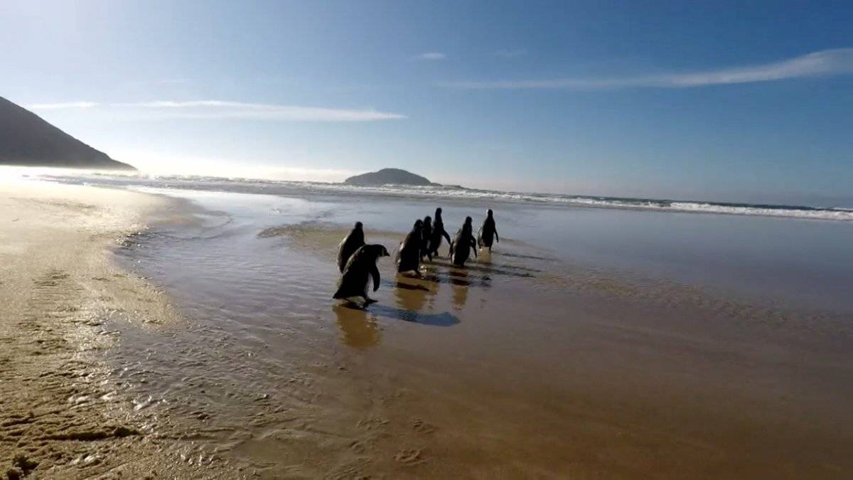 Liberan a pingüinos rescatados para unirse a colonias en la Patagonia