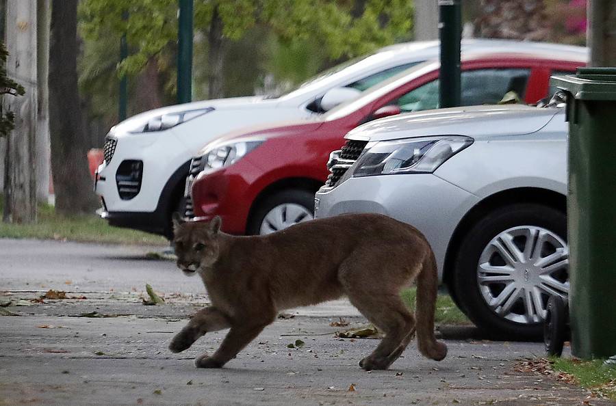 Puma Lo Barnechea
