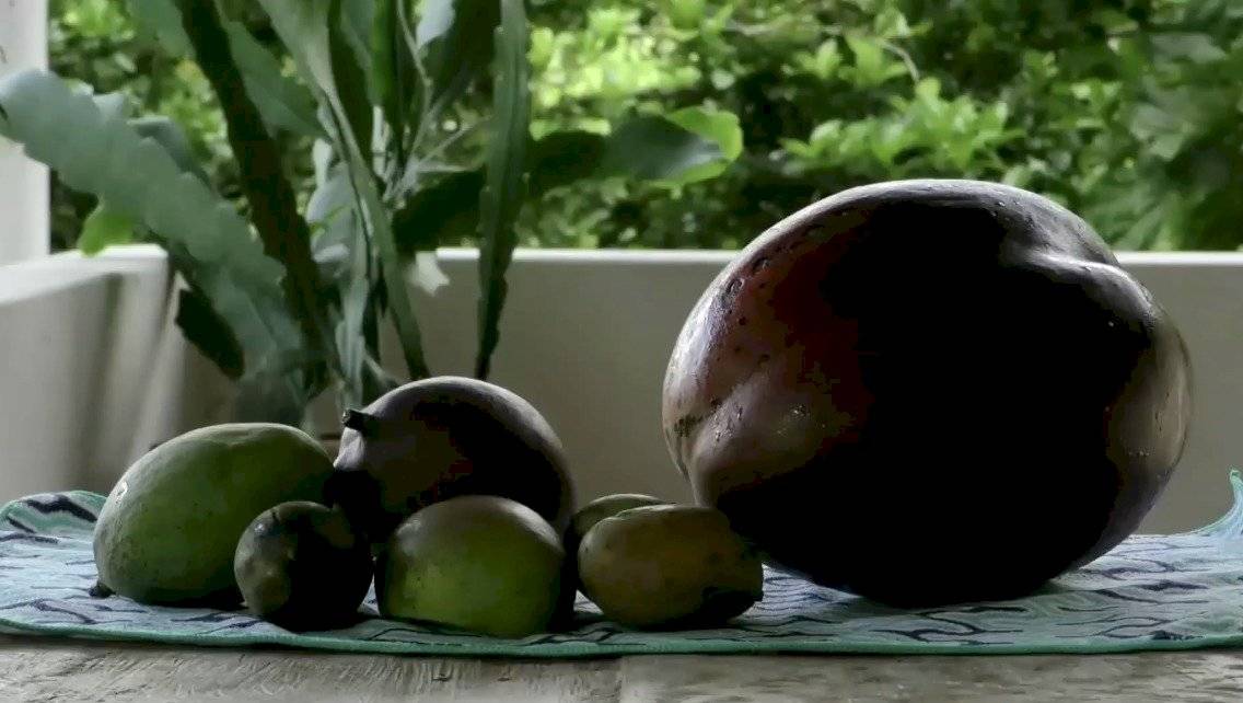 ¡Sorprendente! Encuentran el mango más grande del mundo en Colombia