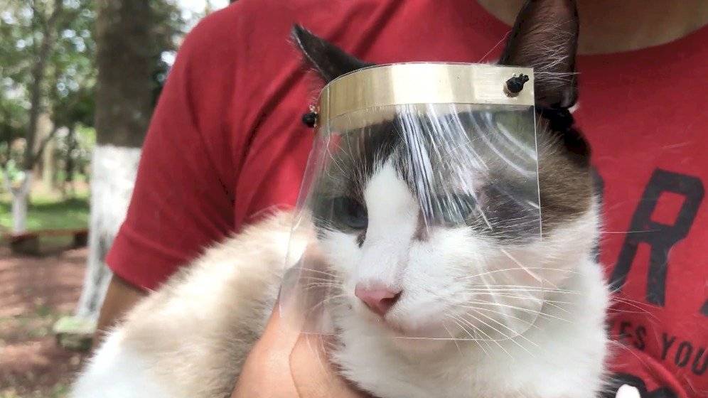 Llegan las las "caretunas", pequeñas caretas para proteger a gatos del Covid-19