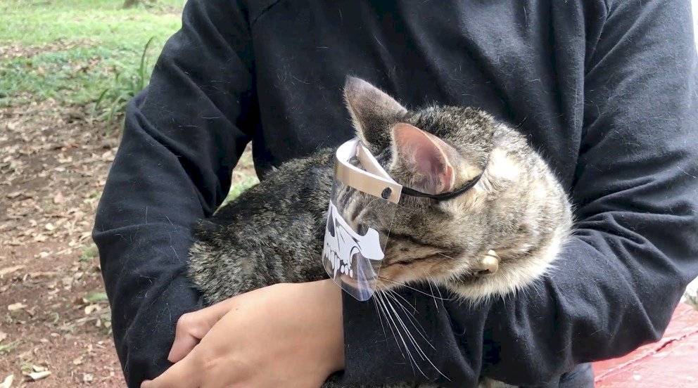 Llegan las las "caretunas", pequeñas caretas para proteger a gatos del Covid-19
