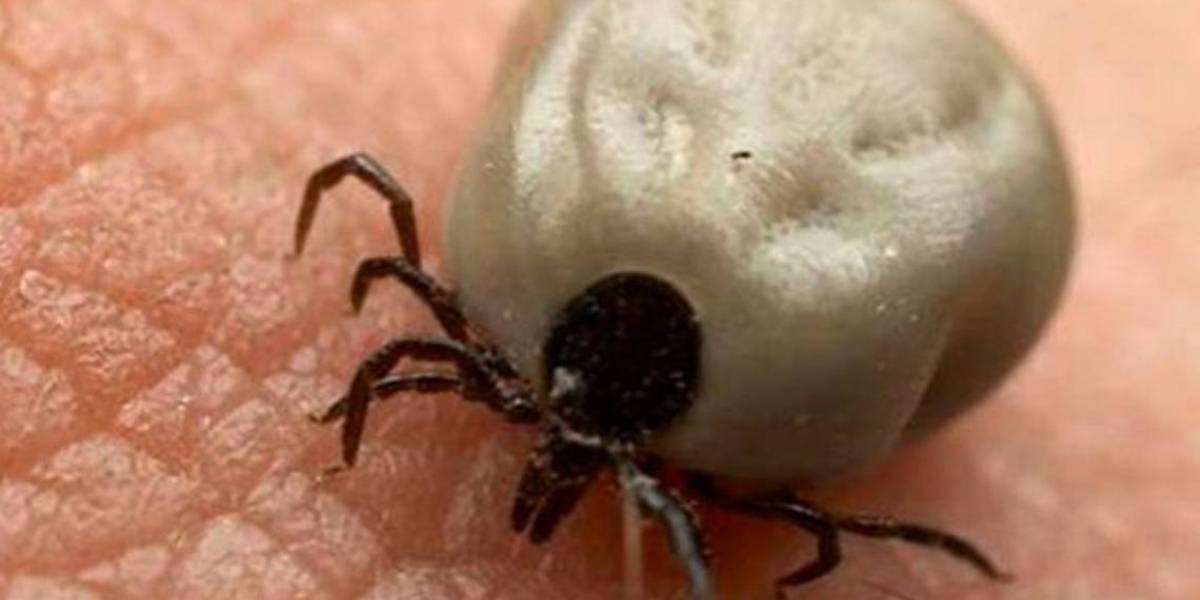 Coronavirus: En China surgió una nueva enfermedad que obliga a la cuarentena, ¿qué es el Bunyavirus?