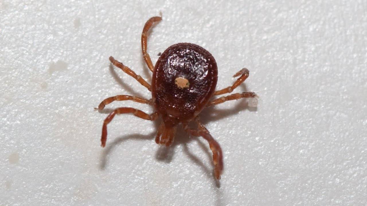  La garrapata es transmisora ​​del Bunyavirus 