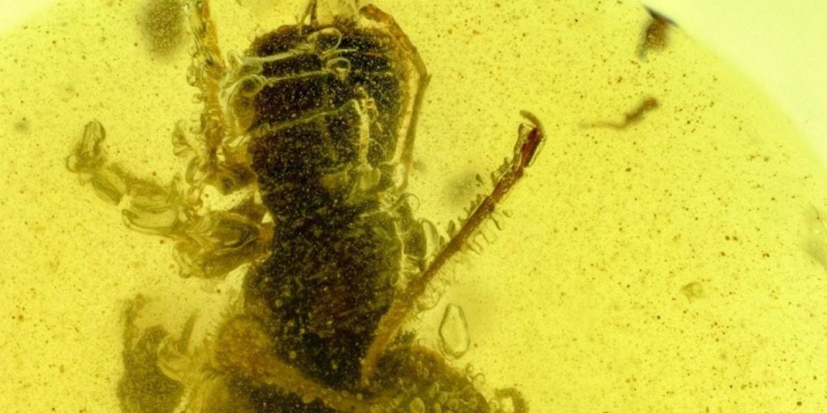 Conoce a la Hormiga del infierno de 99 millones de años