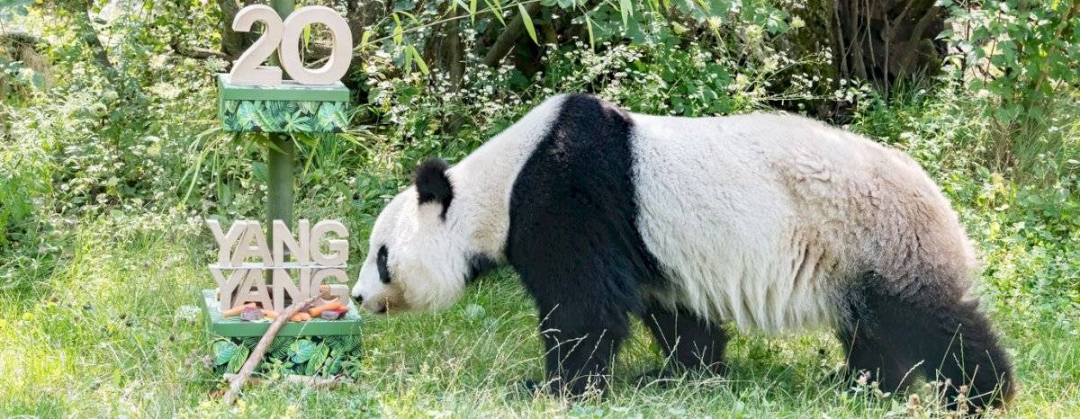 Panda Yang Yang celebra su 20 cumpleaños en el zoo de Viena con un delicioso pastel vegetariano
