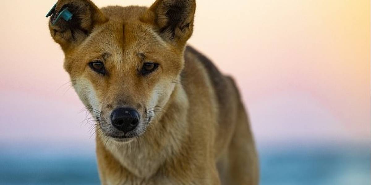 Australia: un veneno destinado a exterminar a los dingos, en realidad los hizo más grandes
