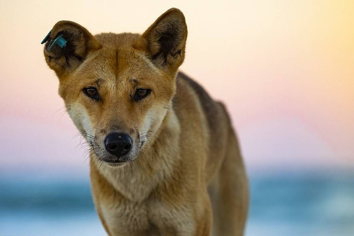 Australia: un veneno destinado a exterminar a los dingos, en realidad