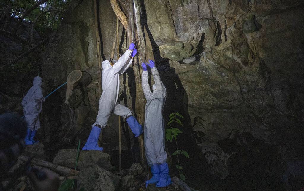 Murciélagos coronavirus Tailandia