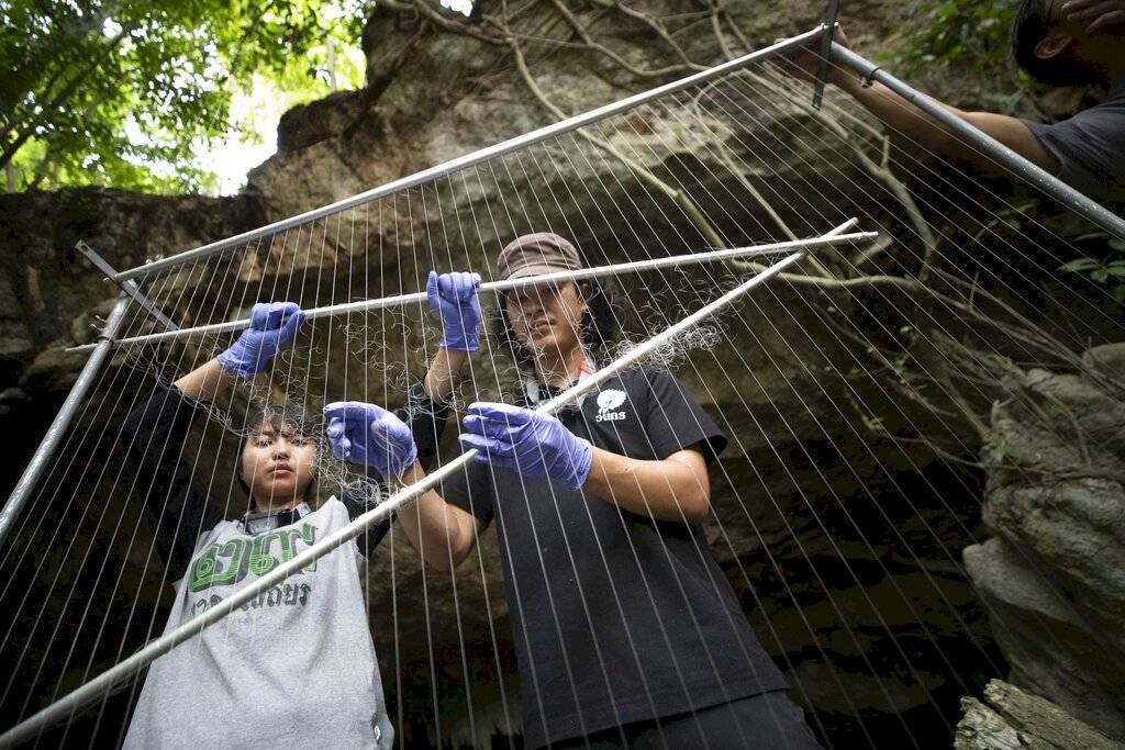 Murciélagos coronavirus Tailandia