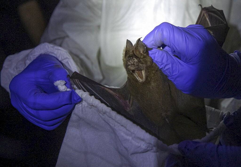 Murciélagos coronavirus Tailandia