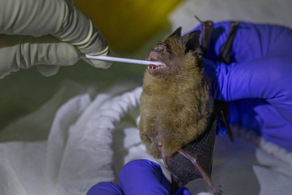 Murciélagos coronavirus Tailandia
