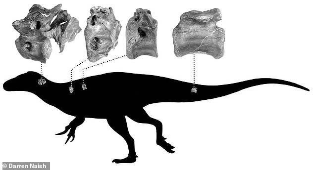 Huesos Dinosaurio Huesos Dinosaurio