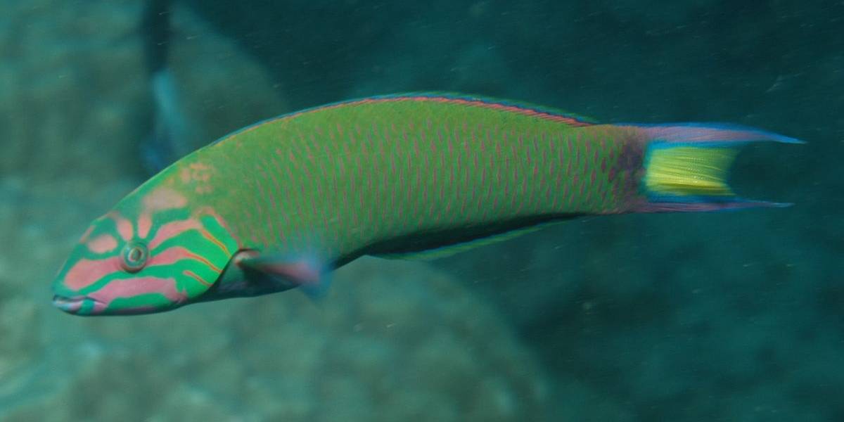 Tras comer todos sus nutrientes, un parásito termina sustituyendo la lengua de esta curiosa especie marina