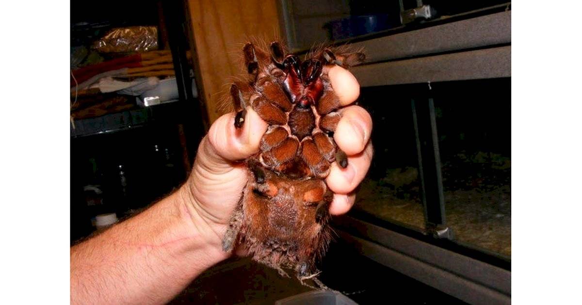 aranha Golias