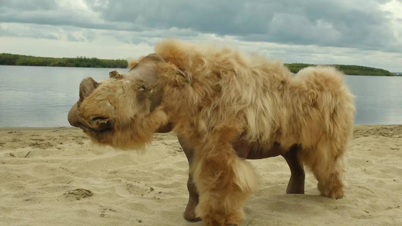 Rinoceronte Lanudo Rinoceronte Lanudo