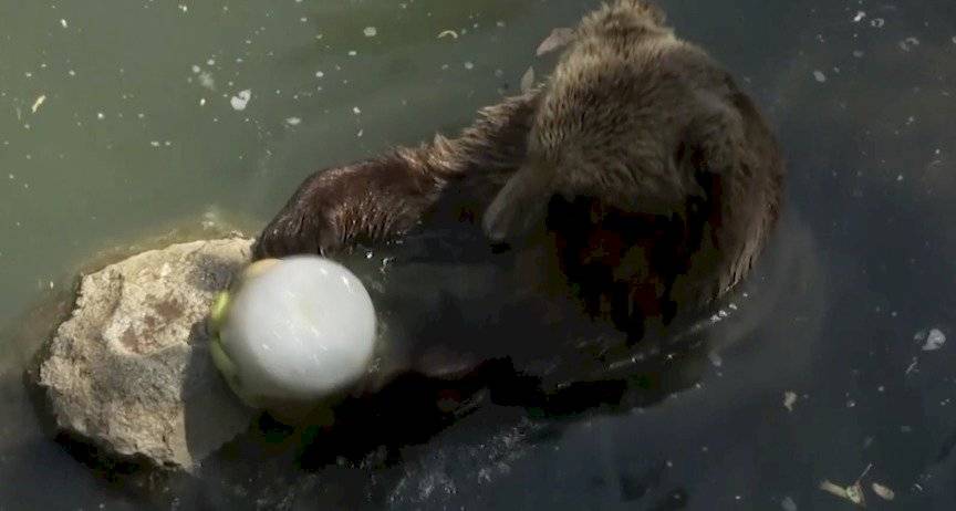 Animales en el Zoológico de Roma disfrutan de deliciosos helados