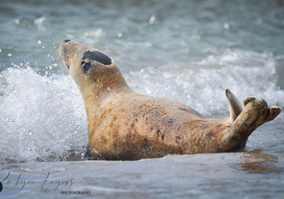 foca marina foca marina