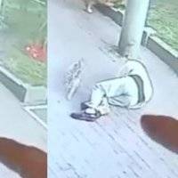 Gato cae en la cabeza de un hombre y lo deja inconsciente; familia pide indemnización a dueño del felino