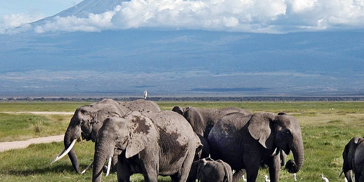 Nacieron 140 elefantes en Kenia durante la cuarentena por el coronavirus